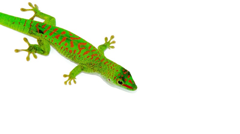 Crimson Day Gecko (Phelsuma grandis)